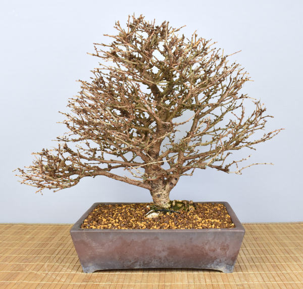 Bonsai Outdoor, Japanische Lärche (Larix kaempferi)